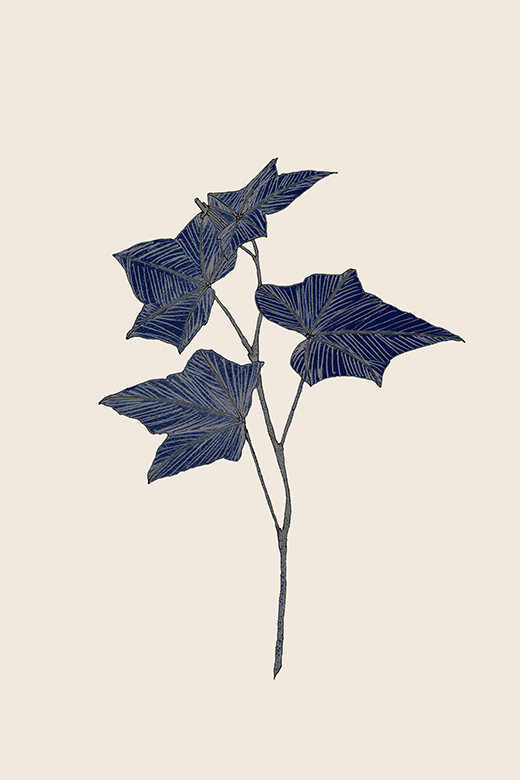Botanik 03