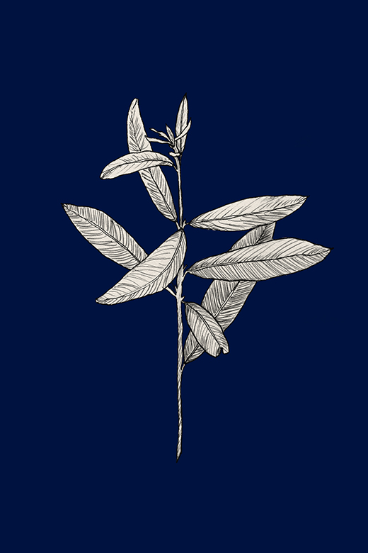 Botanik 01