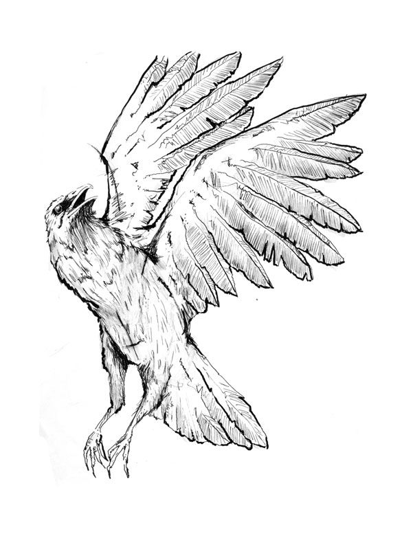 Die Krähe