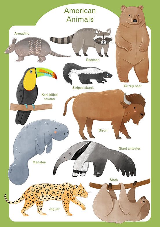 Tiere Amerikas - Englisch
