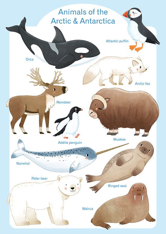 Tiere Arktis - Englisch