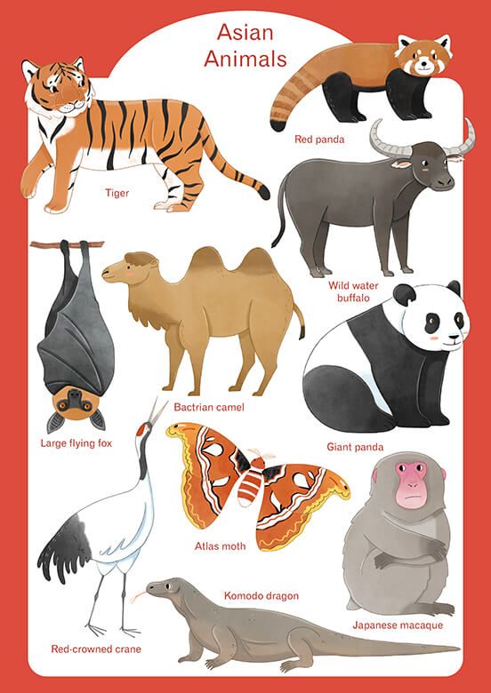 Tiere Asien - Englisch