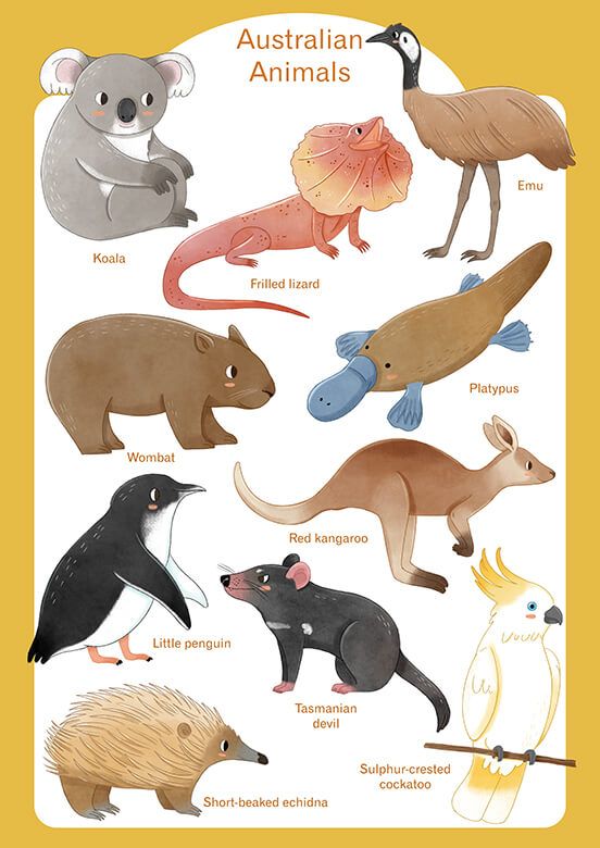 Tiere Australien - Englisch