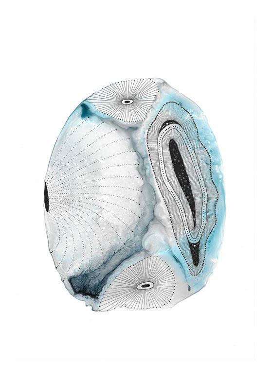 Meeresmuscheln