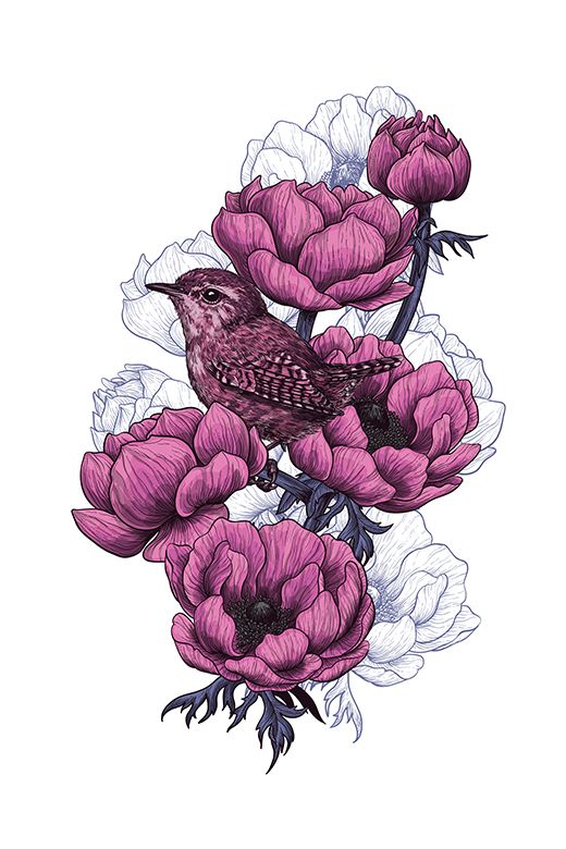 Der Zaunkönig zwischen großen Blüten