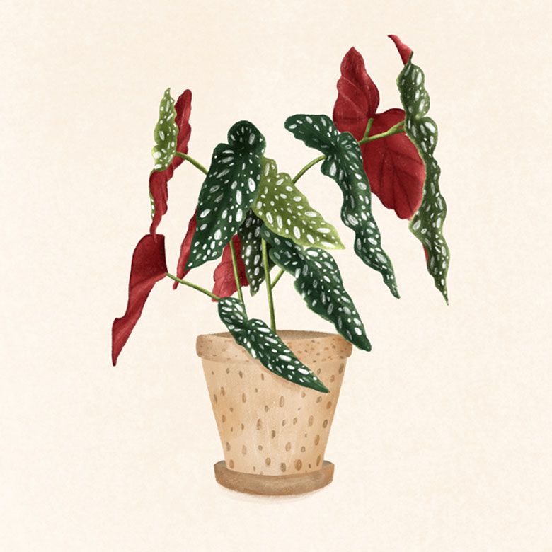 Begonia Maculata