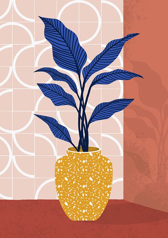 Dracena