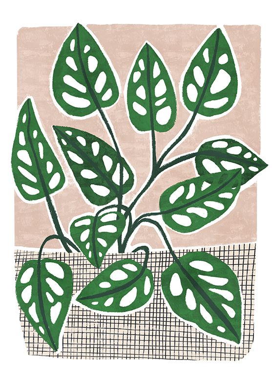 Monstera